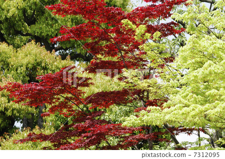 Daitokuji Yoshuninin庭院樹 Daitokuji Yoshuninin庭院樹 7312095