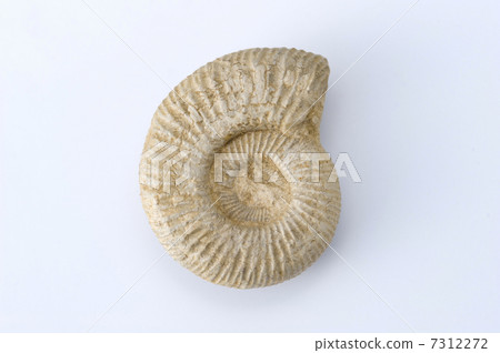 Ammonite 7312272