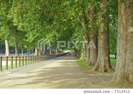 綠色公園綠樹成蔭的大道 7312412