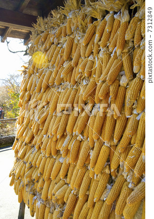 Dried corn Dried corn 7312849