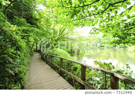 Shakujii公園散步 7312940