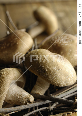Shiitake mushroom 7312955