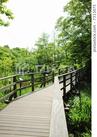 Shakujii公園散步 Shakujii公園散步 7313075