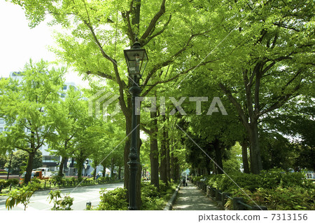 A sidewalk in front of Yamashita Park 7313156