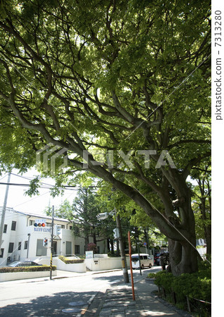 在元町公園前面的樹 在元町公園前面的樹 7313280