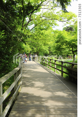 Promenade of Shakujii Park 7313303