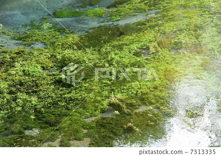 清流Kakita河 7313335