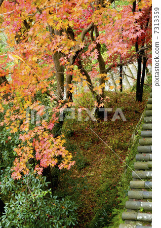 Hase-dera寺廟秋葉 Hase-dera寺廟秋葉 7313359