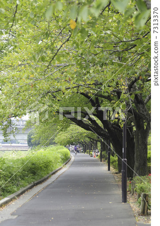 Nogawa's promenade 7313370