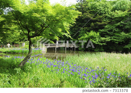 Shakujii公園的三埠寺 7313378