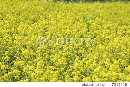 強姦開花 7313416