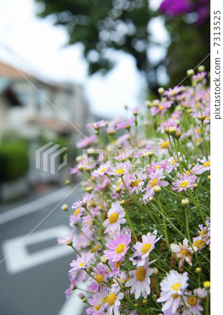 世田谷區Tanezawa住宅區 7313525