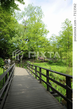 Promenade of Shakujii Park 7313562