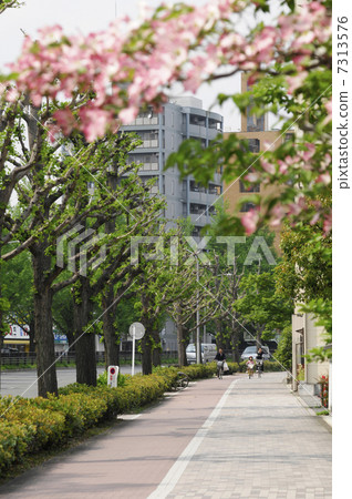 A street tree of Horikawa dori 7313576