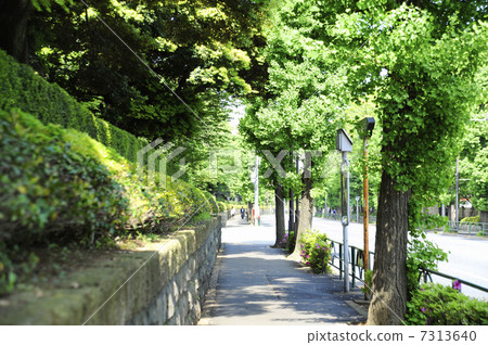 Mejiro Street Path 7313640