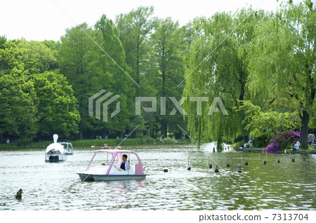 Shakujii公園的池塘 Shakujii公園的池塘 7313704
