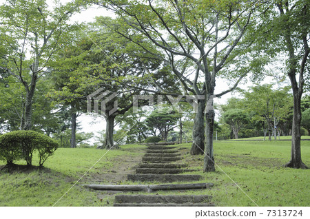 Green of Hachimanzan Park Green of Hachimanzan Park 7313724