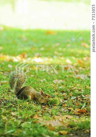 綠園松鼠 7313855
