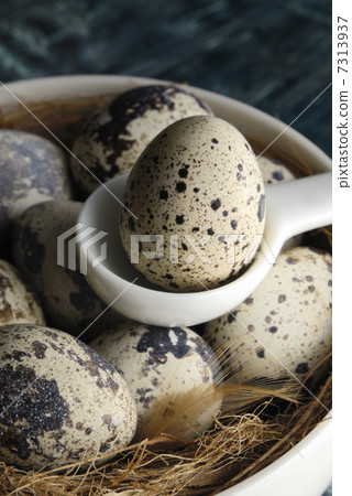Quail egg Quail egg 7313937