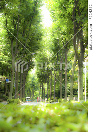 樹木 樹木 7314222