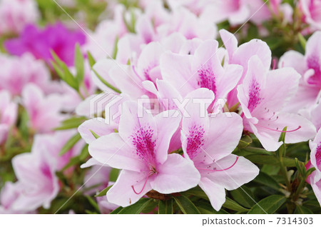 Azalea's flower Azalea's flower 7314303