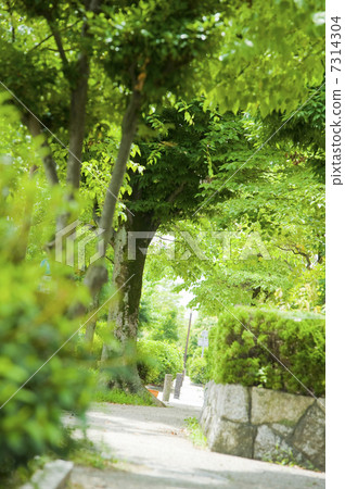 綠色的道路 綠色的道路 7314304