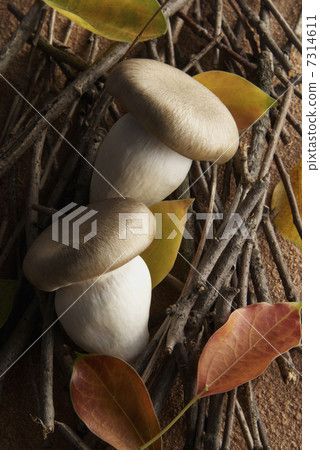 Honshimeji和Konoha Honshimeji和Konoha 7314611