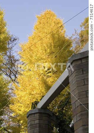 Ginkgo Ginkgo 7314617