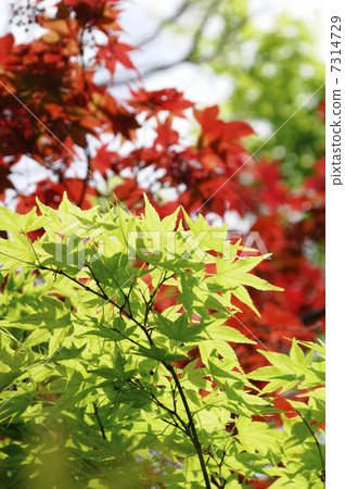 Daitokuji Yoshuninin庭院樹 Daitokuji Yoshuninin庭院樹 7314729