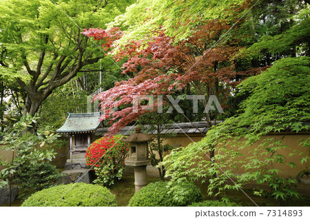 Daitokuji Kokoin診所的庭院 Daitokuji Kokoin診所的庭院 7314893