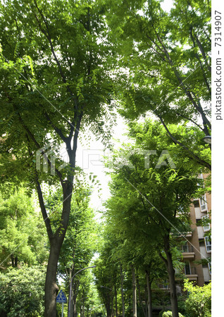 Tree trees Tree trees 7314907