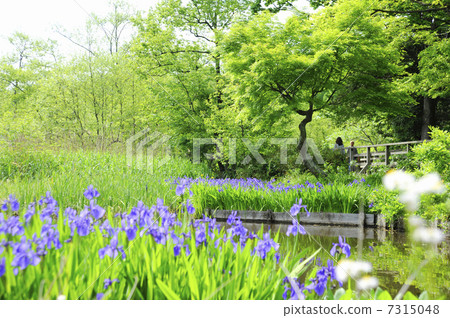 Shakujii公園的三埠寺 7315048