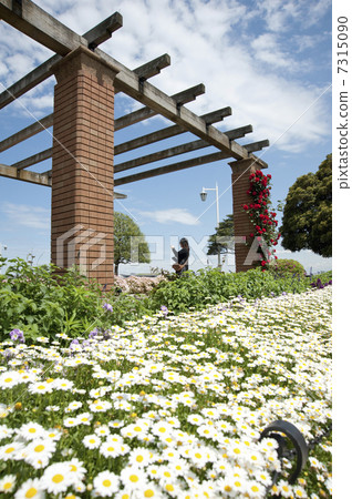 A flowerbed of Yamashita Park 7315090
