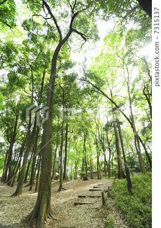 Shakujii城堡廢墟 7315137