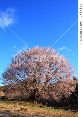 群馬縣片品村的Tennozakura 7315154