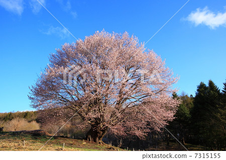 群馬縣片品村的Tennozakura 7315155