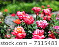 Rose garden 7315483