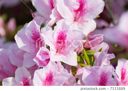 Azalei pink Azalei pink 7315889
