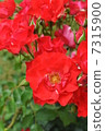 Rose rose garden 7315900