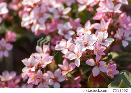 Safflower Sharimbai in full bloom 7315992