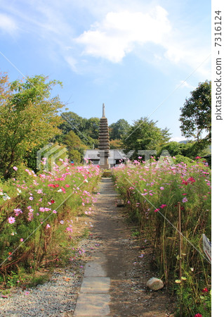 十萬石塔和Kurokuji的宇宙 7316124