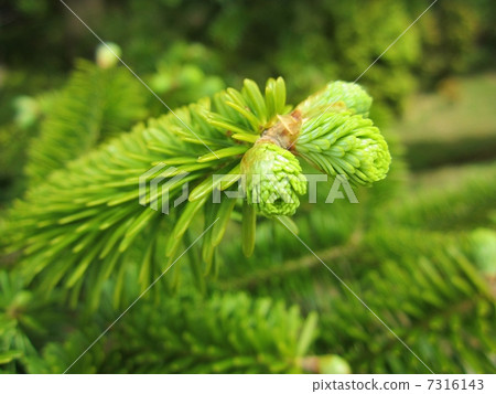 Fresh green Fresh green 7316143