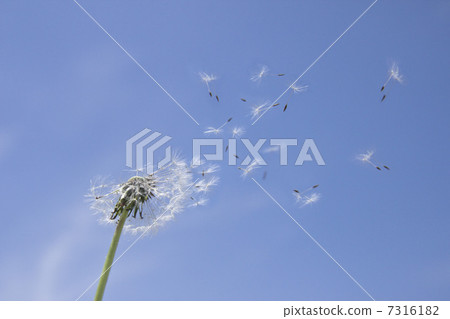 蒲公英絨毛在藍天飛舞 蒲公英絨毛在藍天飛舞 7316182