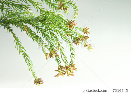 White back cedar flowers 7316245