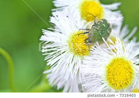 Cetoniinae Cetoniinae 7316403