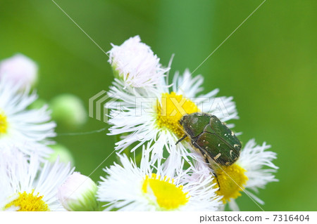 Cetoniinae Cetoniinae 7316404