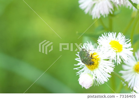 Cetoniinae Cetoniinae 7316405