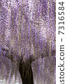 Wisteria 7316584