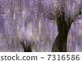 Wisteria 7316586