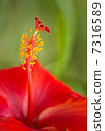 Flowers 7316589